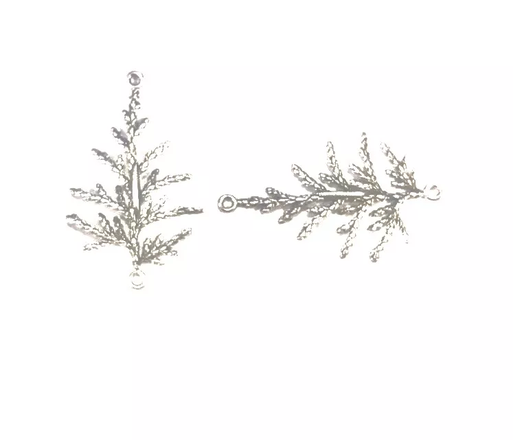 Intercalaire arbuste